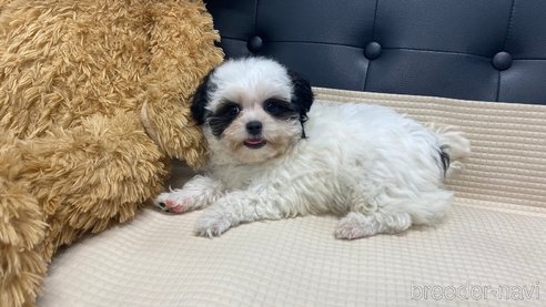 成約済の兵庫県のチワマル:チワワ×マルチーズ-336036の11枚目